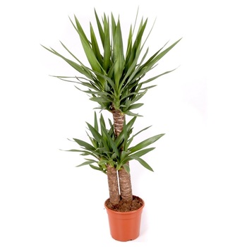 Yucca 2 tulpini H90 cm - arborele vietii, Secret Garden Yucca 2 tulpini H90 cm - arborele vietii, Secret Garden