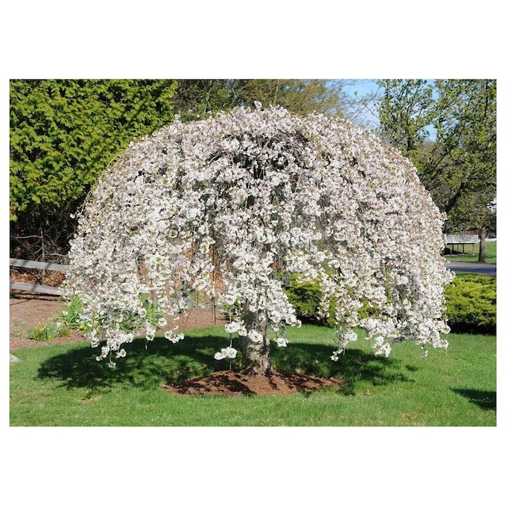 Cires japonez plangator 'Shidare Yoshino', Fokelyi, Alb, 91cm