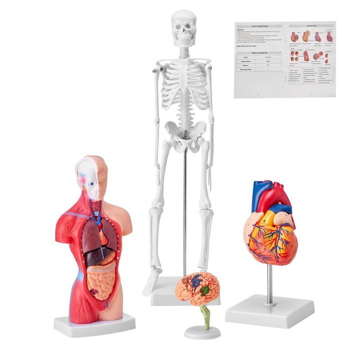 Set de Anatomie Umana, Instrumente de Studiu 3D, Modele Creier, Trunchi, Corp, Inima, Schelet, Educational pentru Studenti la Fiziologie sau Copii, 4 Piese