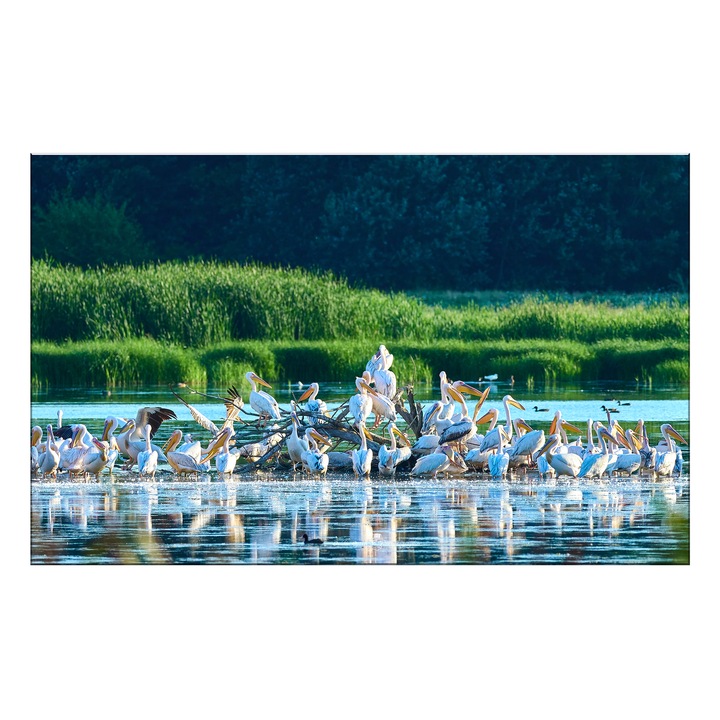 Tablou Canvas - Colonia Pelicanilor – Simfonia Naturii pe Dunare, 120x80cm, by Ovidiu Optik Photography