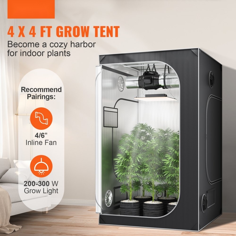 ficus elastica indoor plant 6 in. Ficus Burgundy Houseplant in Grower Container