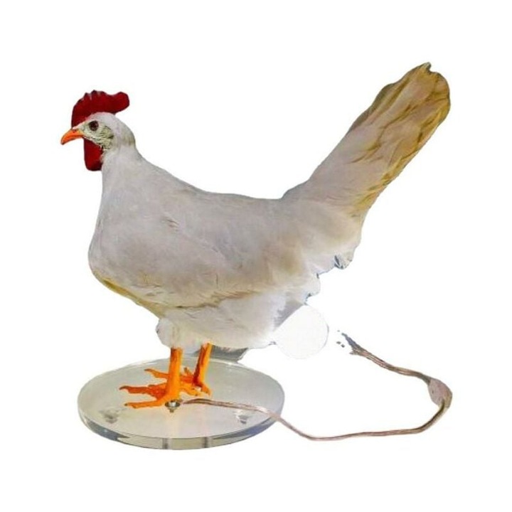 Dekoratív lámpa, Tyúk, Többszínű