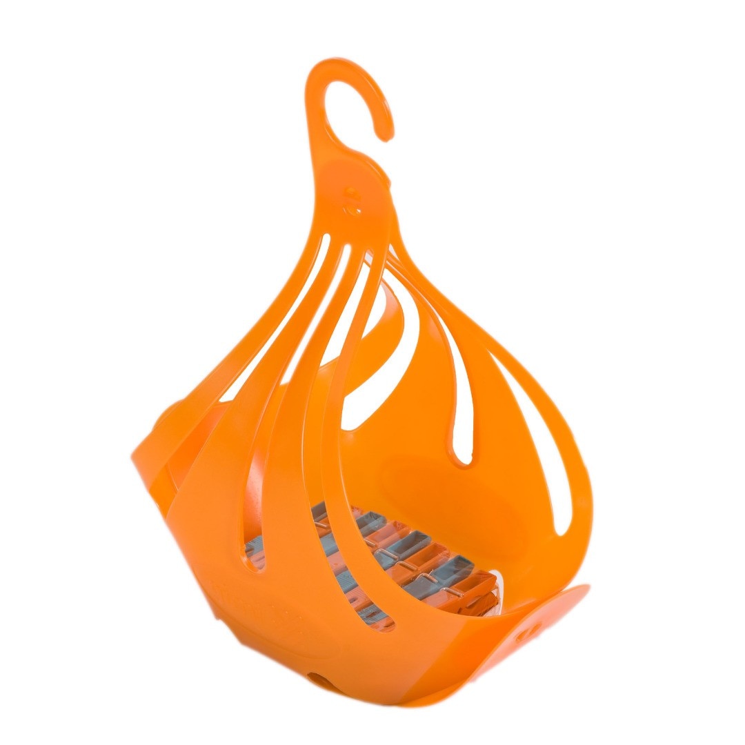 Gimi Cos clame rufe Cigno portocaliu