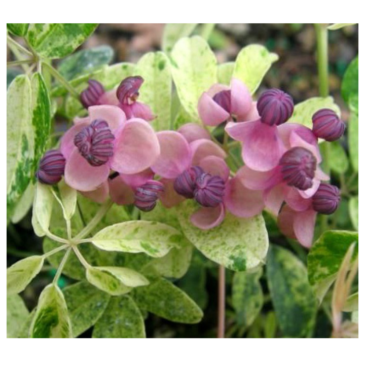 Planta Vita de ciocolata pestrita, Akebia quinata Variegata P9, ghiveci 9cm