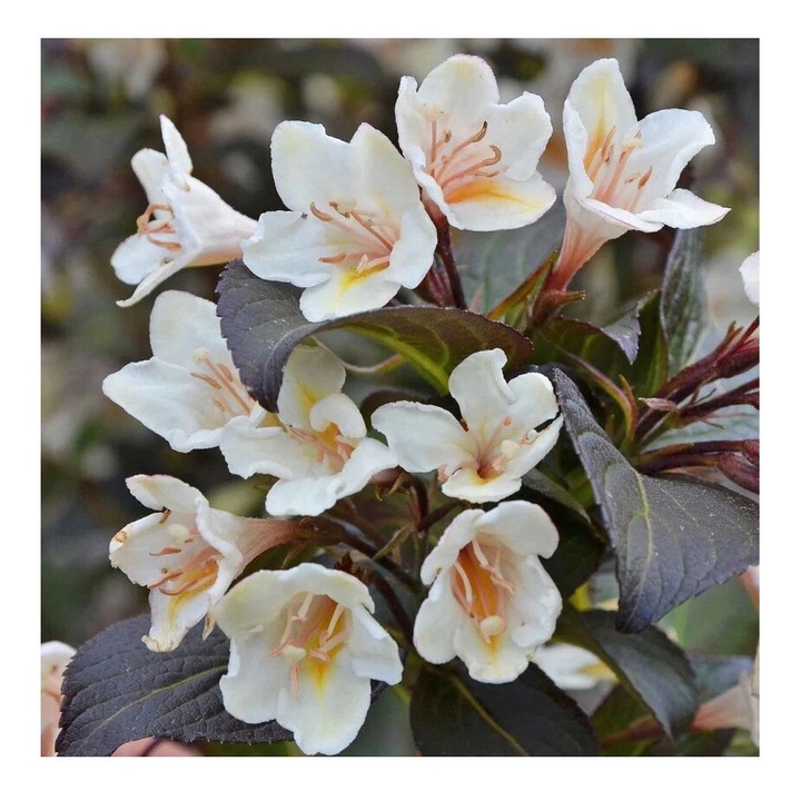 Planta Weigela EBONY AND IVORY Velda PBR C2, ghiveci 2l