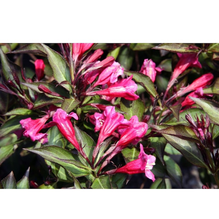 Planta, Specie ornamentala, Weigela florida WINE & ROSES Alexandra PBR, ghiveci C2 litri