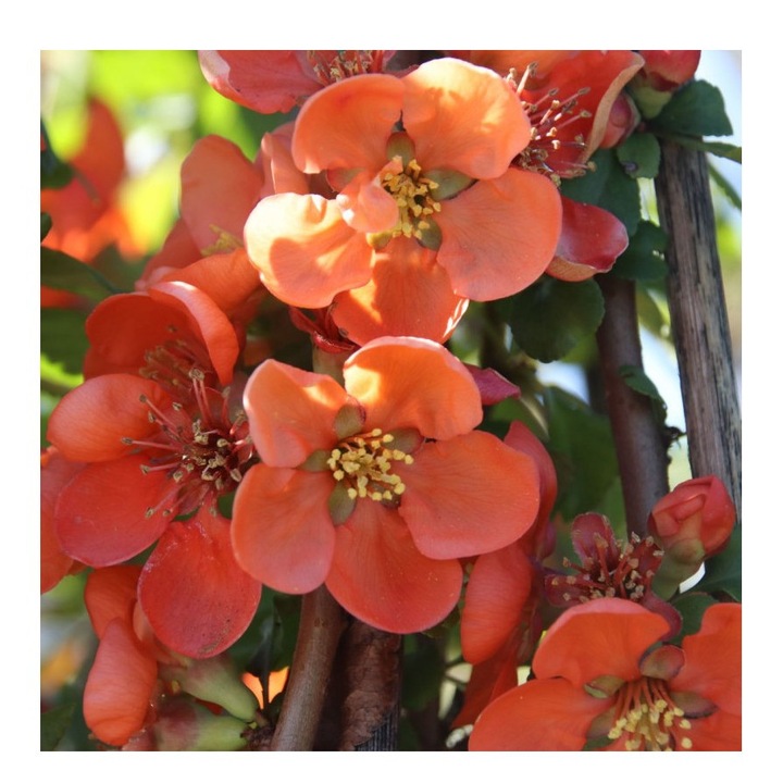 Planta Chaenomeles japonica Cido P9, ghiveci 9cm