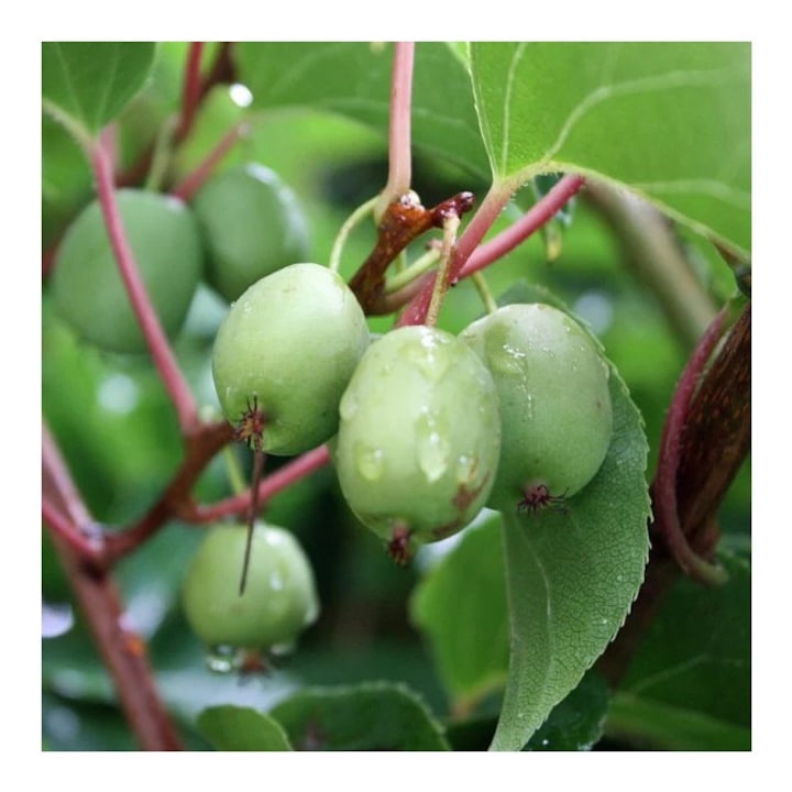 Planta, Kiwi siberian Issai, Actinidia arguta Issai, ghiveci C2 litri