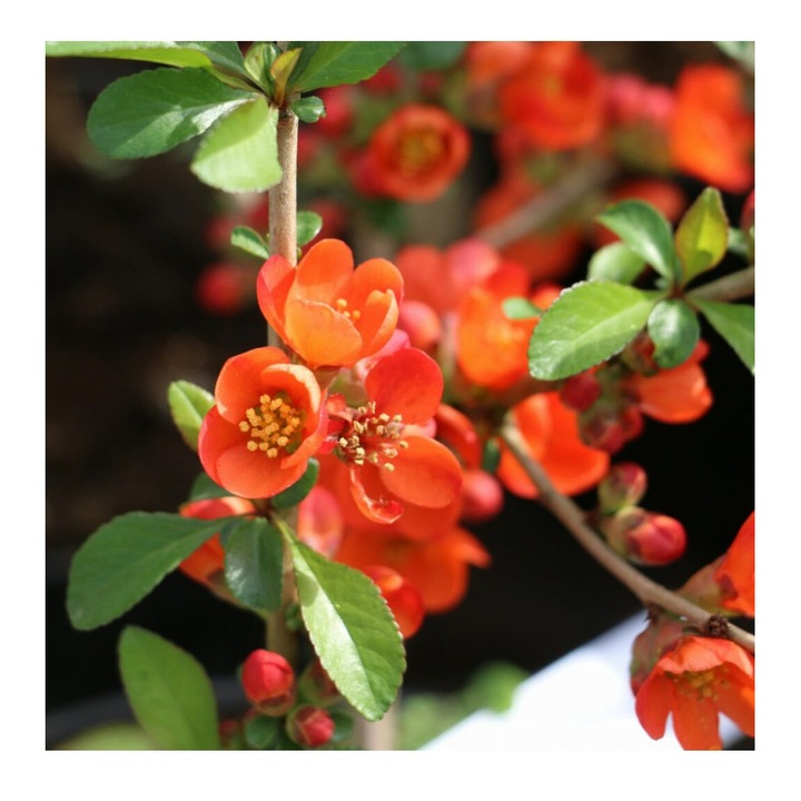 Planta Gutui japonez pitic, Chaenomeles japonica Sargentii P9, ghiveci 9cm