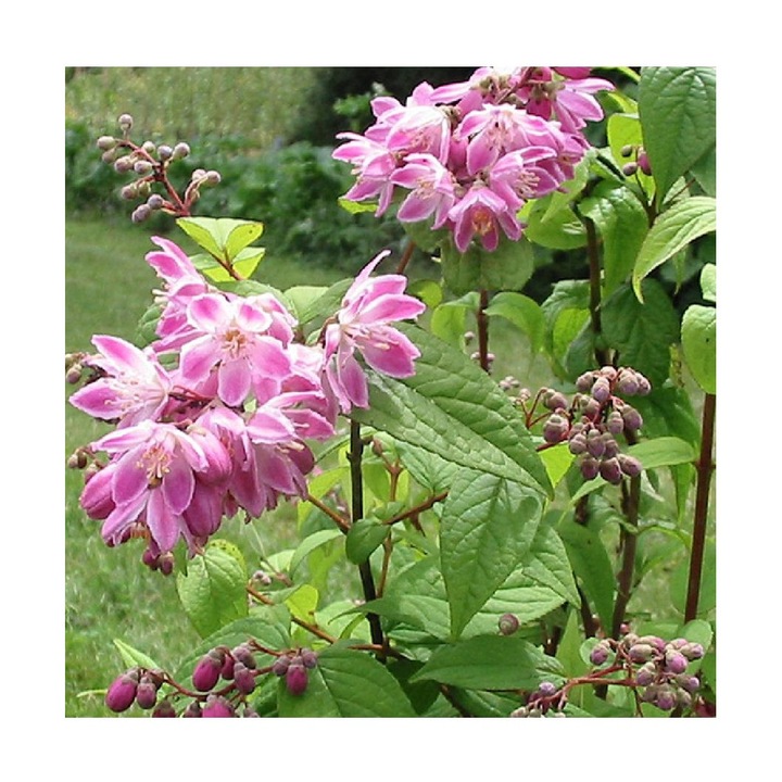 Planta Deutzia xhybrida Strawberry Fields C2, ghiveci 2l