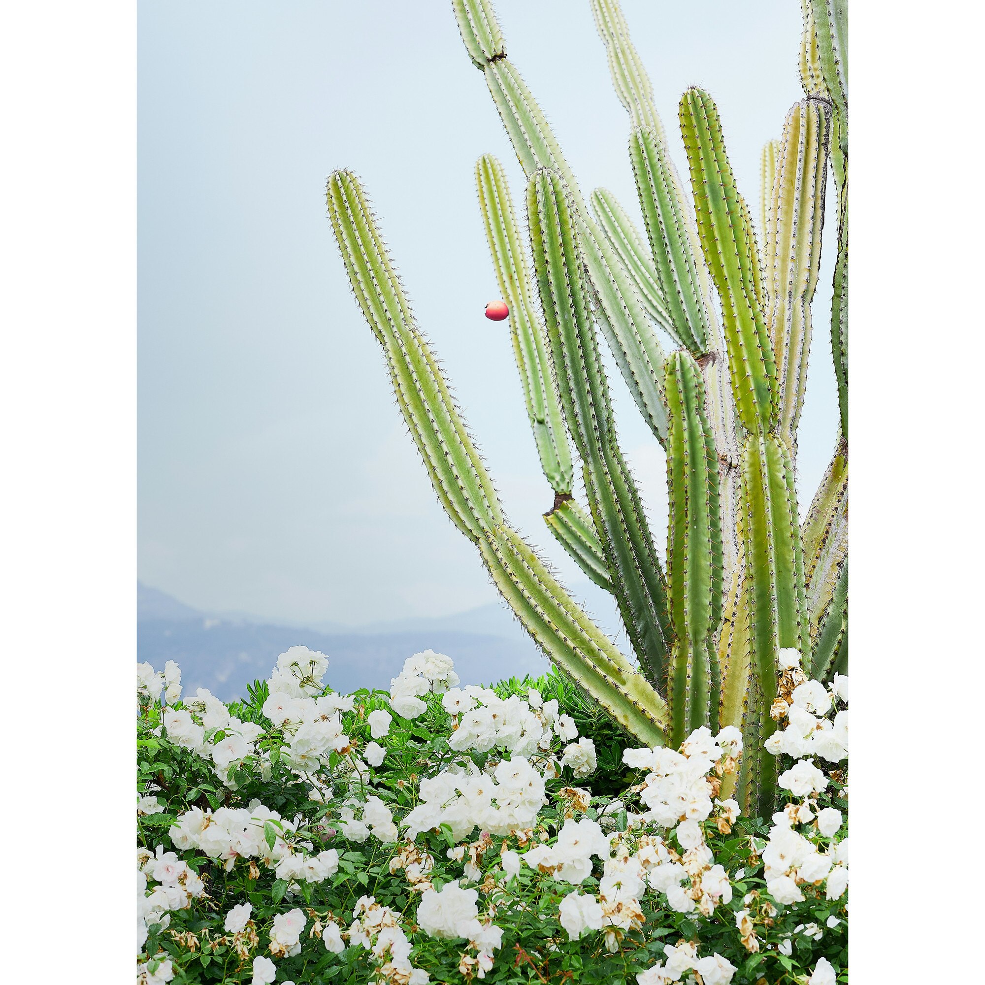 Tablou Canvas, "Cactusi si flori albe sub cer senin", Cactus, Flori, Cer,  Verde, Alb, Peisaj, Plante, Natural., 39 x 54cm