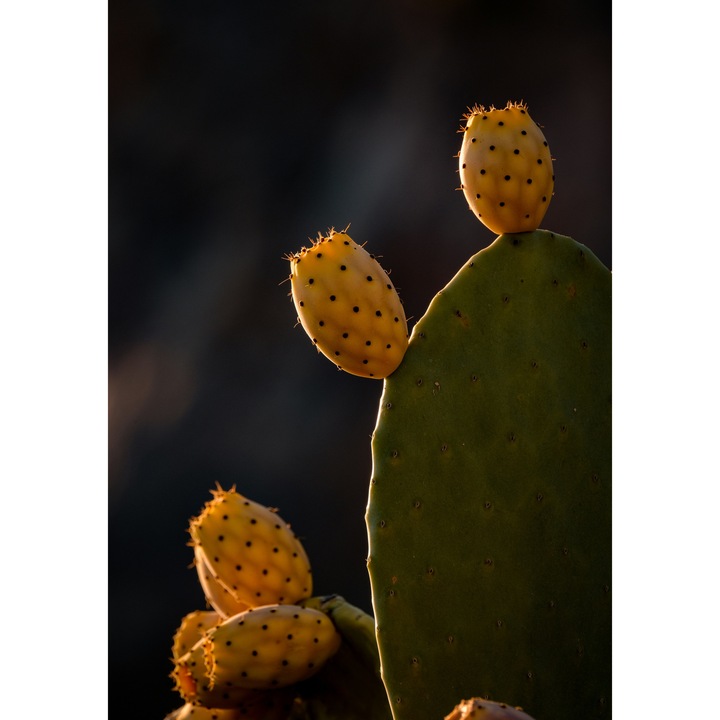 Tablou Canvas, "Fructele aurii ale cactusului noptii", Spini, Cactus, Fruct, Verde, Lumina, Umbra, Textura, Natura, 70 x 100cm