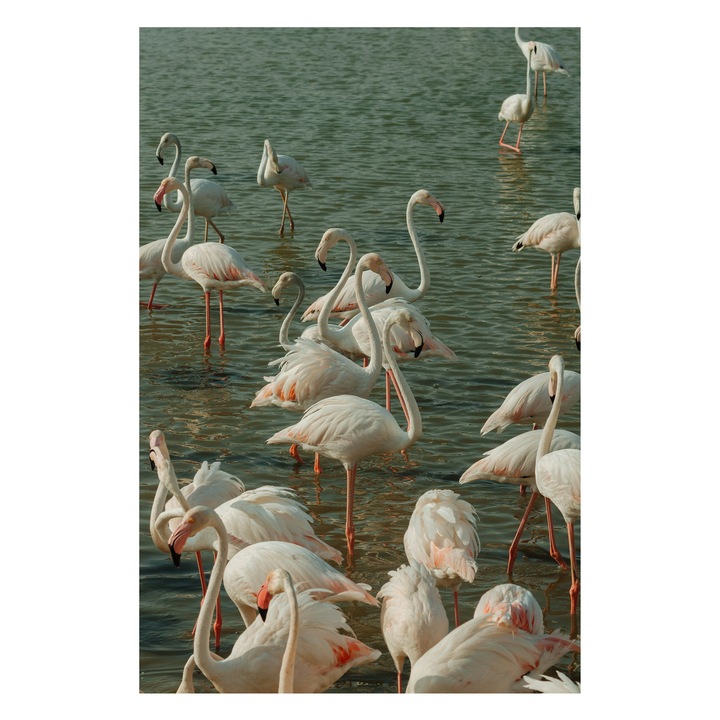 Картина на платно, „Фламинго в тишината на зелените води“, Фламинго, Вода, Грациозно, Розово, Плаващо, Отражение, Спокойствие, Природа, Чувствено, Хармонично, 26 x 39 cm
