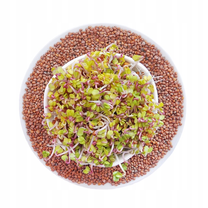 Rzodkiewka China Rose - seminte pentru kielki 50g, gust picant, bogate in vitamine, opakare doypack