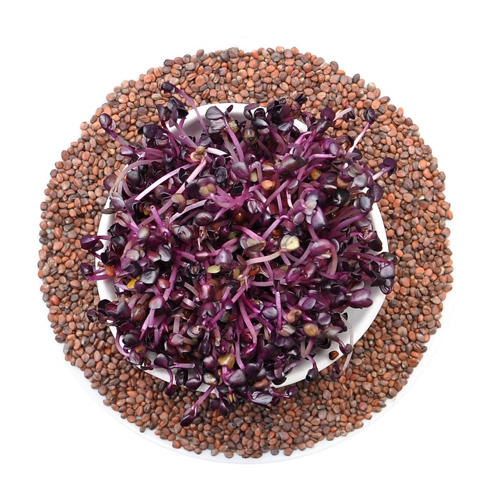 Radacina Red Sango - seminte pentru germinare 50g, vitamine A, C, multicolor