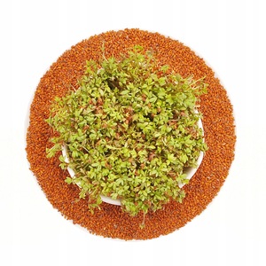 Bulbi, seminte si rasaduri