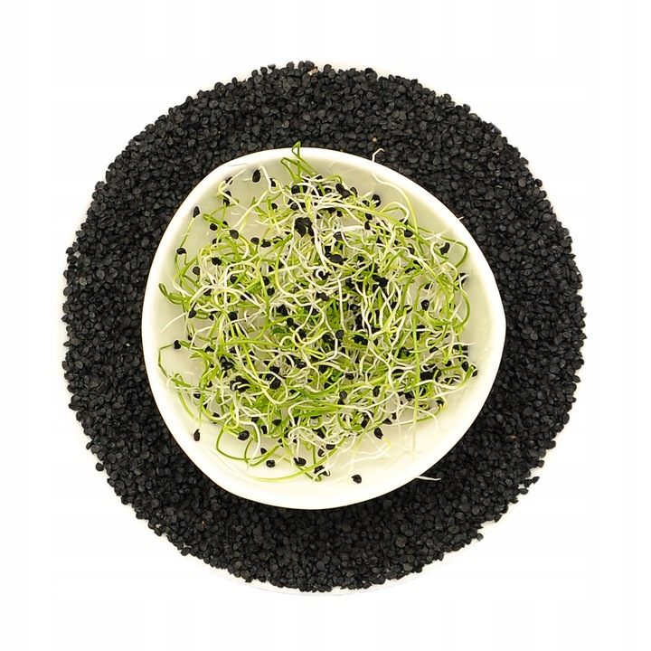 Seminte de Cebul pentru Kielki, winoszarnia, 50g, 10-15 zile germinare, 3-4 cm