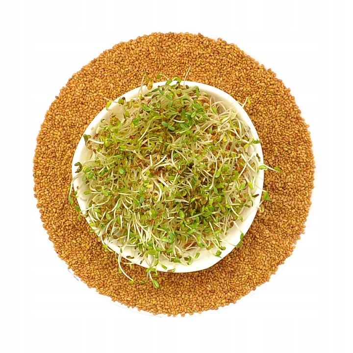 Kielki Lucerna Alfalfa, 100g, set de seminte pentru germinare