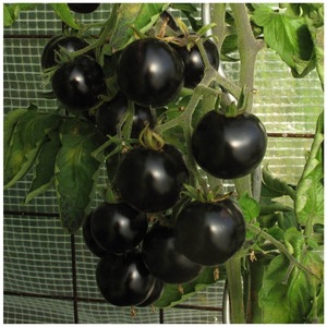 Bulbi, seminte si rasaduri