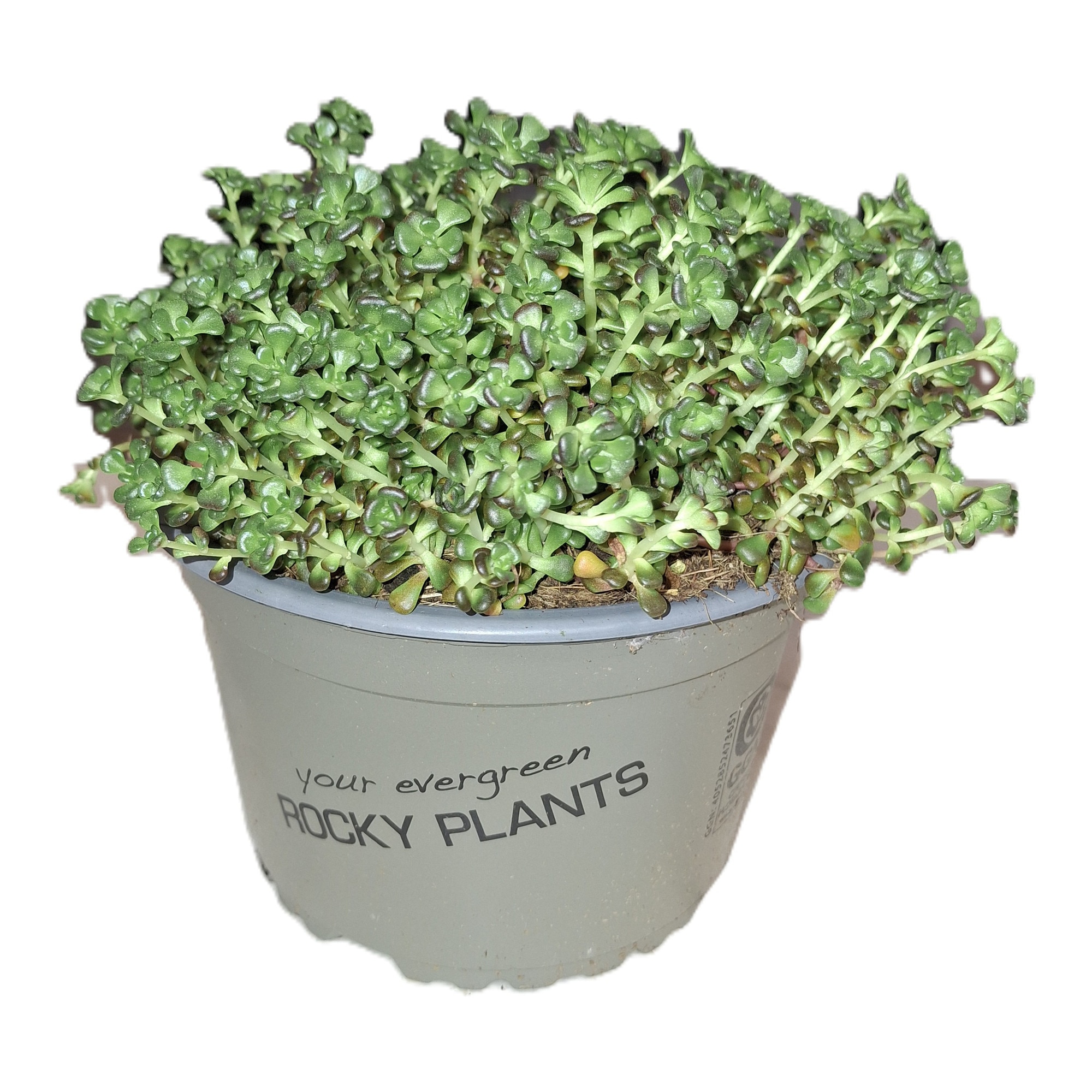 hanging leaf plant Deluxe Real Touch Pothos Fake Hanging Plant main image 0