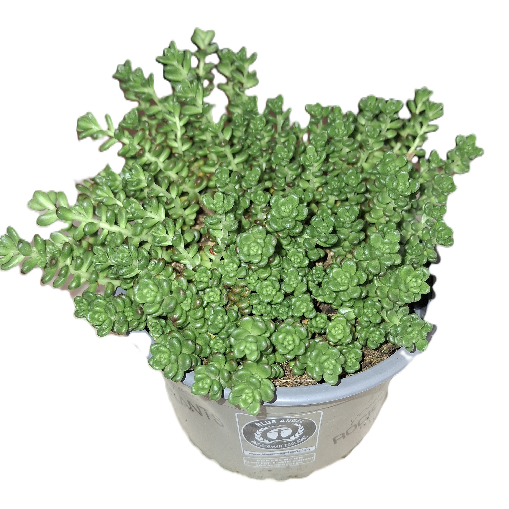 zimmerpflanze olivenbaum Flora Olivenbaum 73 cm. – Lene Bjerre Design DE main image 0