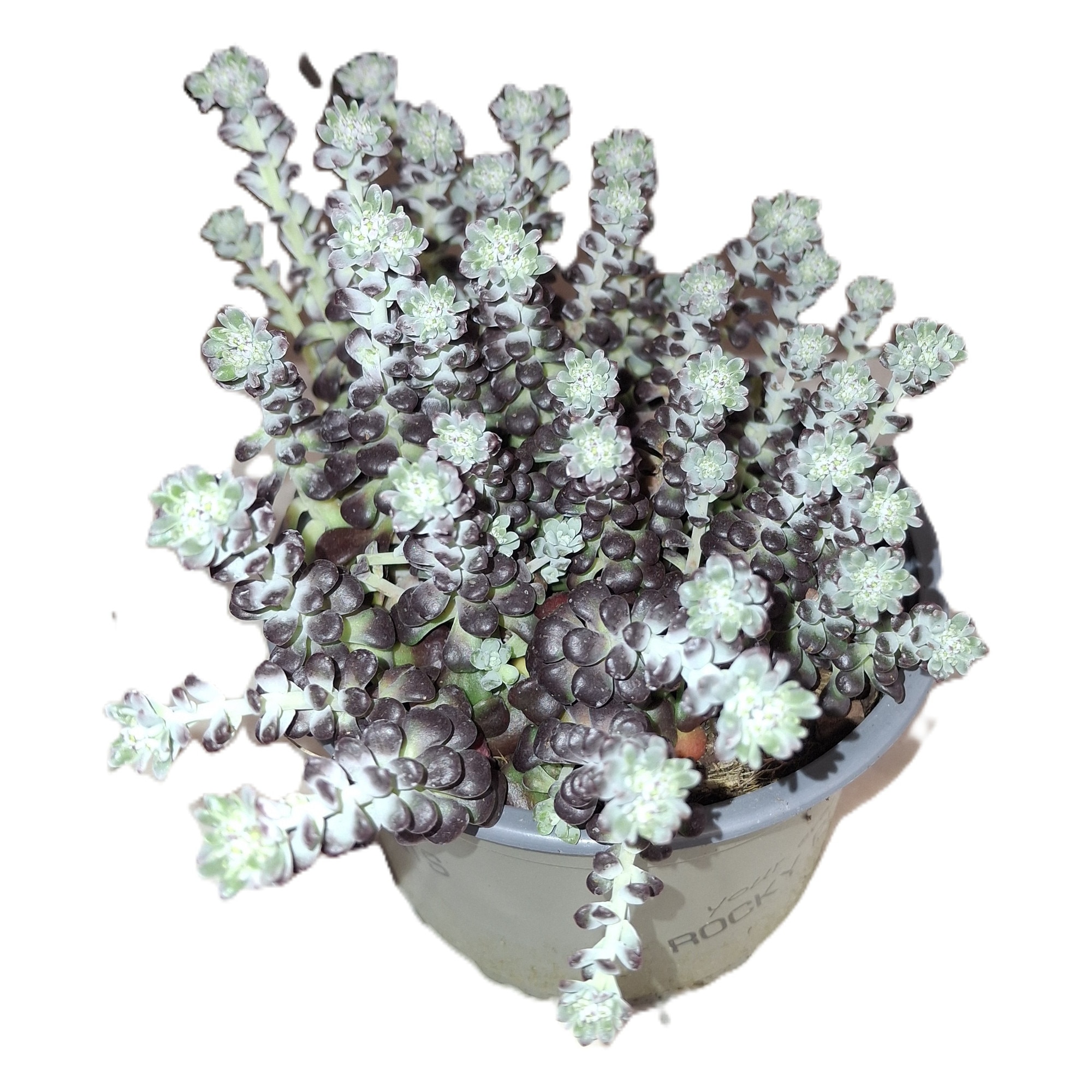 ferm living plant box klein Plant Box main image 0