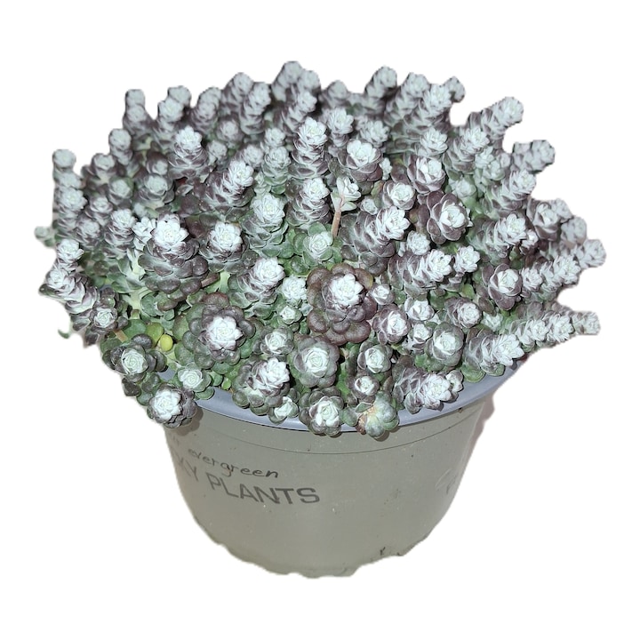 Planta suculenta, vesnic verde, cu radacina in ghiveci, diametru 13 cm