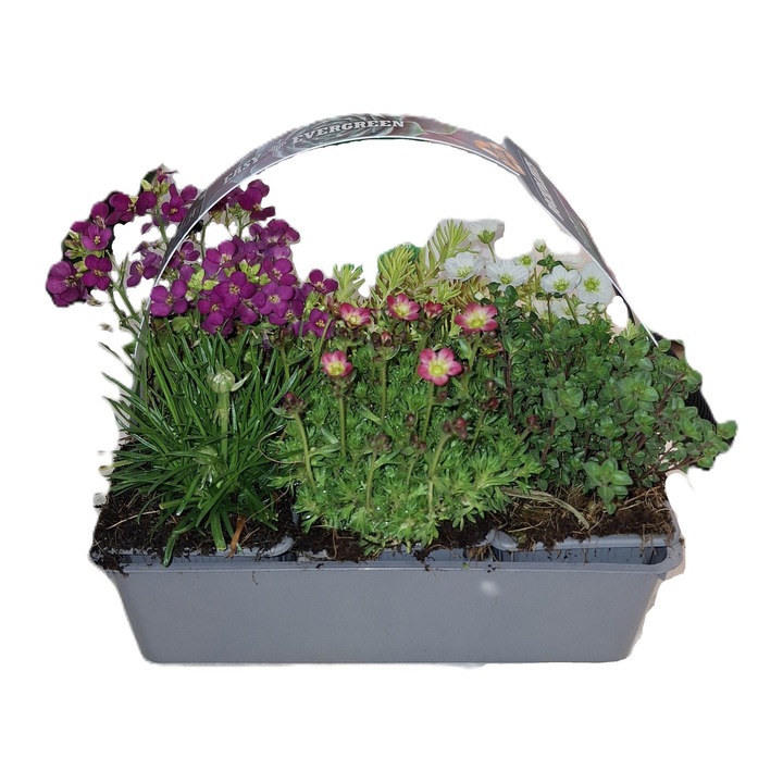 Plante decorative vesnic verzi sau cu flori, pachet, 4 bucati