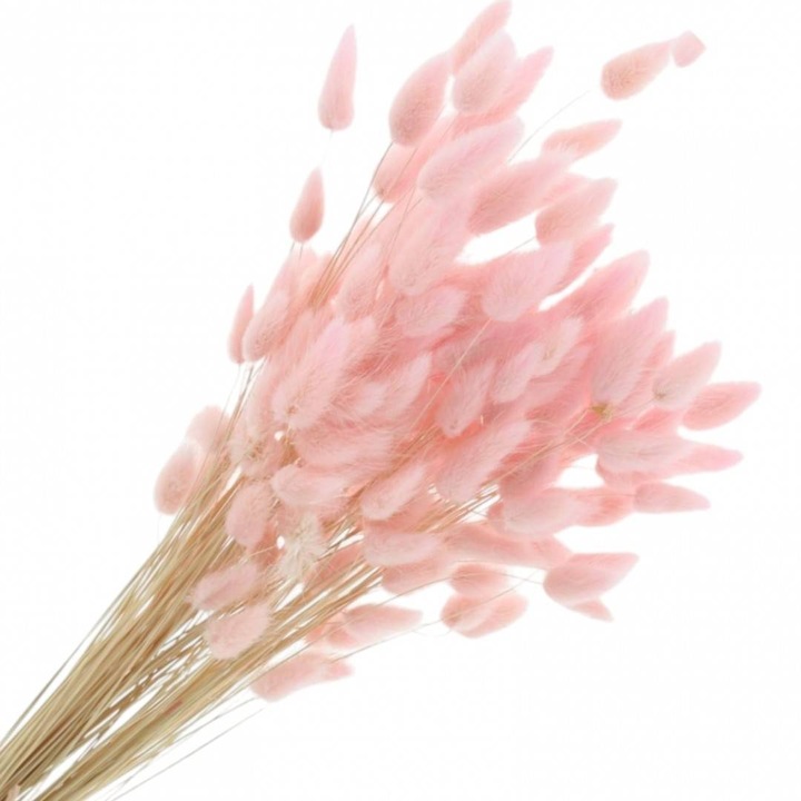 Megőrzött természetes virágok, lagurusok, 50 szál, 60 cm, rózsaszín