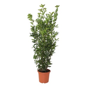 Pomi, arbusti si butasi