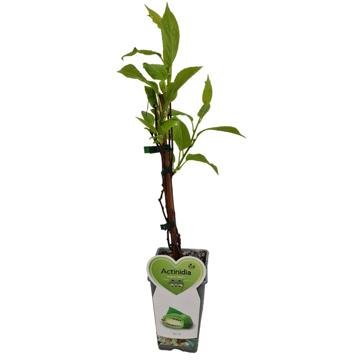 Arbust de kiwi, soiul 'Issai' autofertil, ghiveci 3 Lt