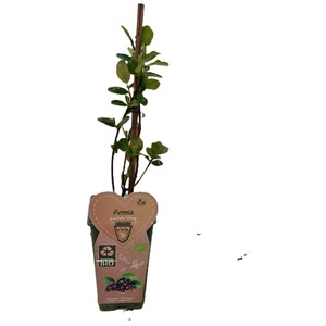 Pomi, arbusti si butasi