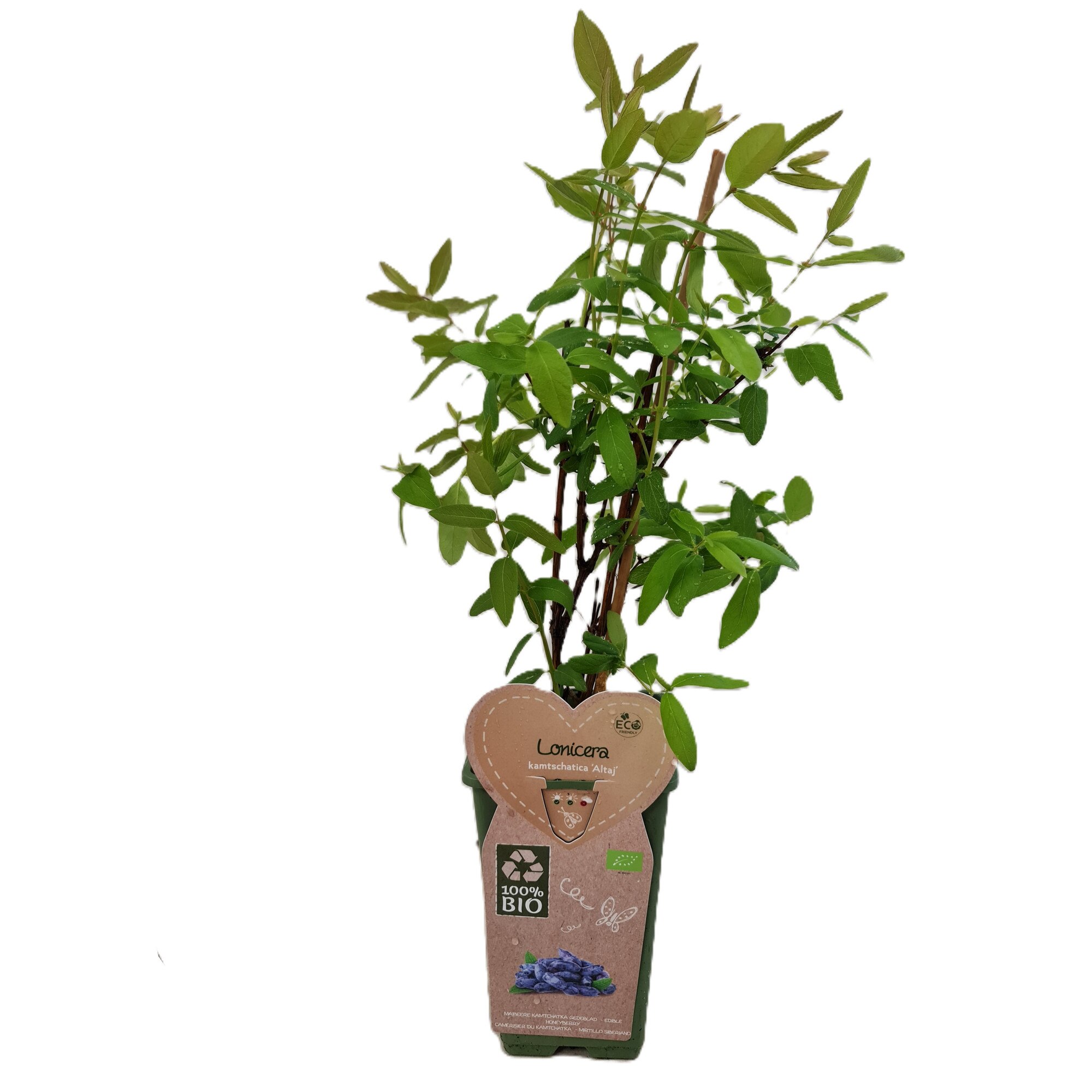 philodendron billietiae care Philodendron billietiae For Sale – Logee's Plants main image 1