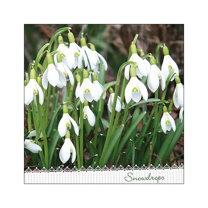 Servetele masa 33x33cm Galanthus FSC Mix