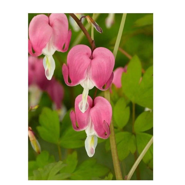 Radacini Dicentra Spectabilis, Inimioare sangerande, 2/3 N