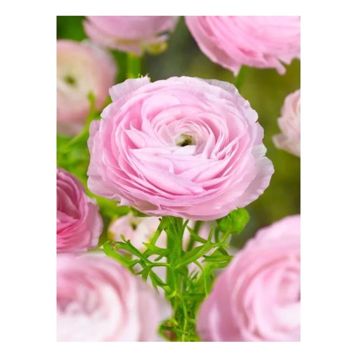 Bulb Ranunculus Pink, Piciorul cocosului roz, 7/8 cm