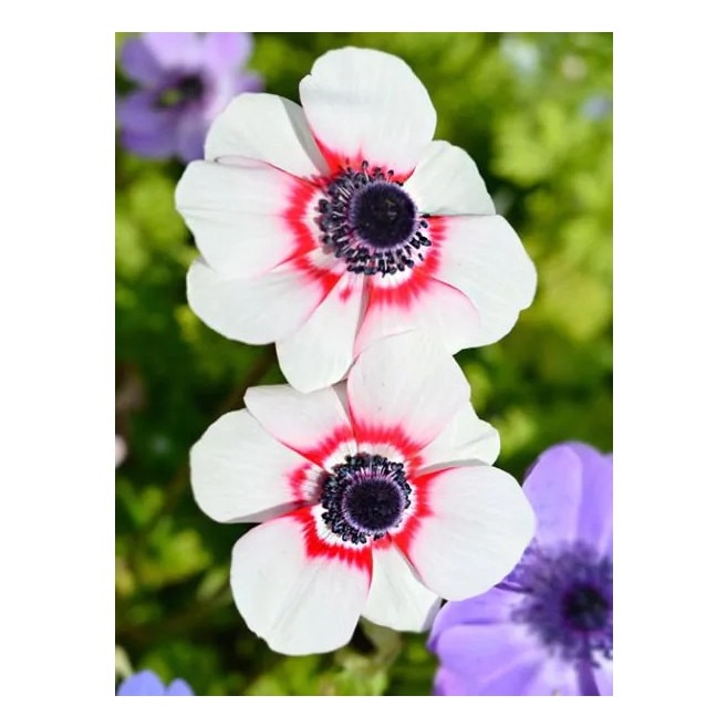 Cauți anemone? Alege din oferta eMAG.ro
