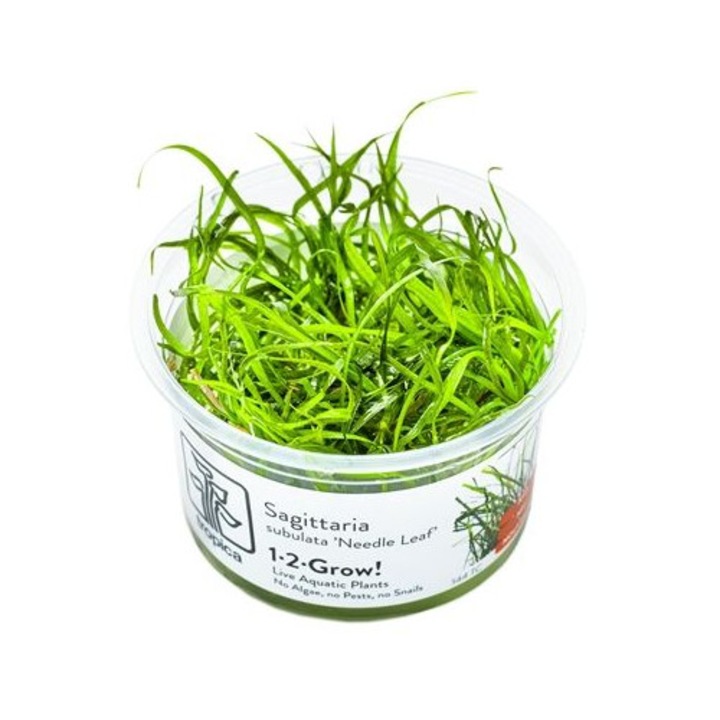 Planta naturala de acvariu, Tropica, Sagittaria subulata Needle Leaf, 1-2-Grow
