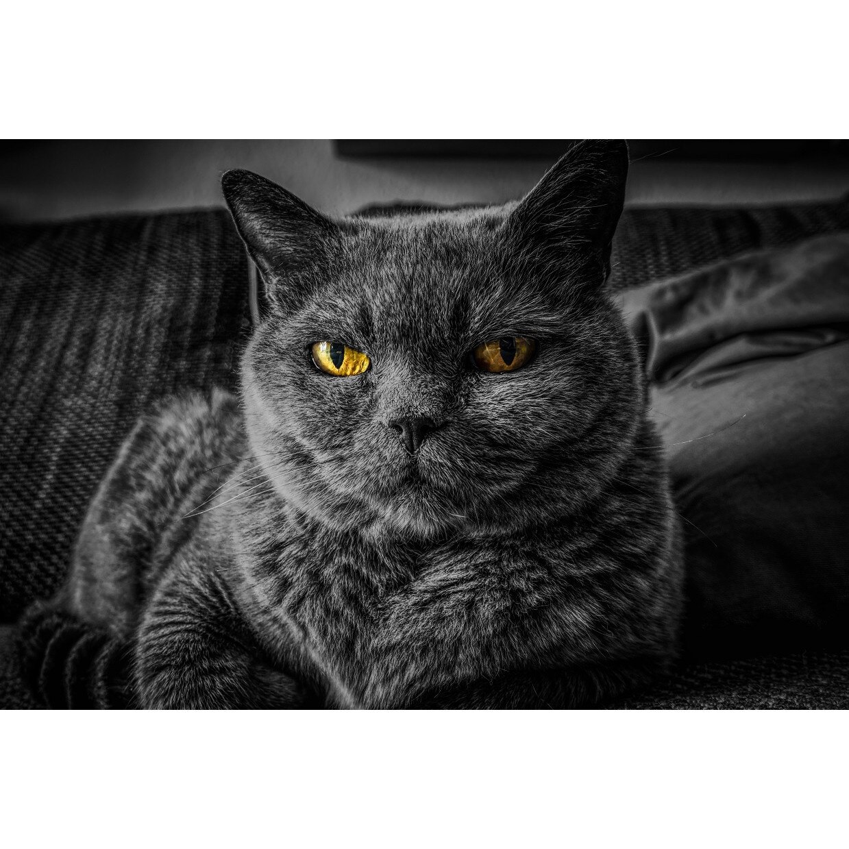 Tablou canvas, Pisica, 70 x 100