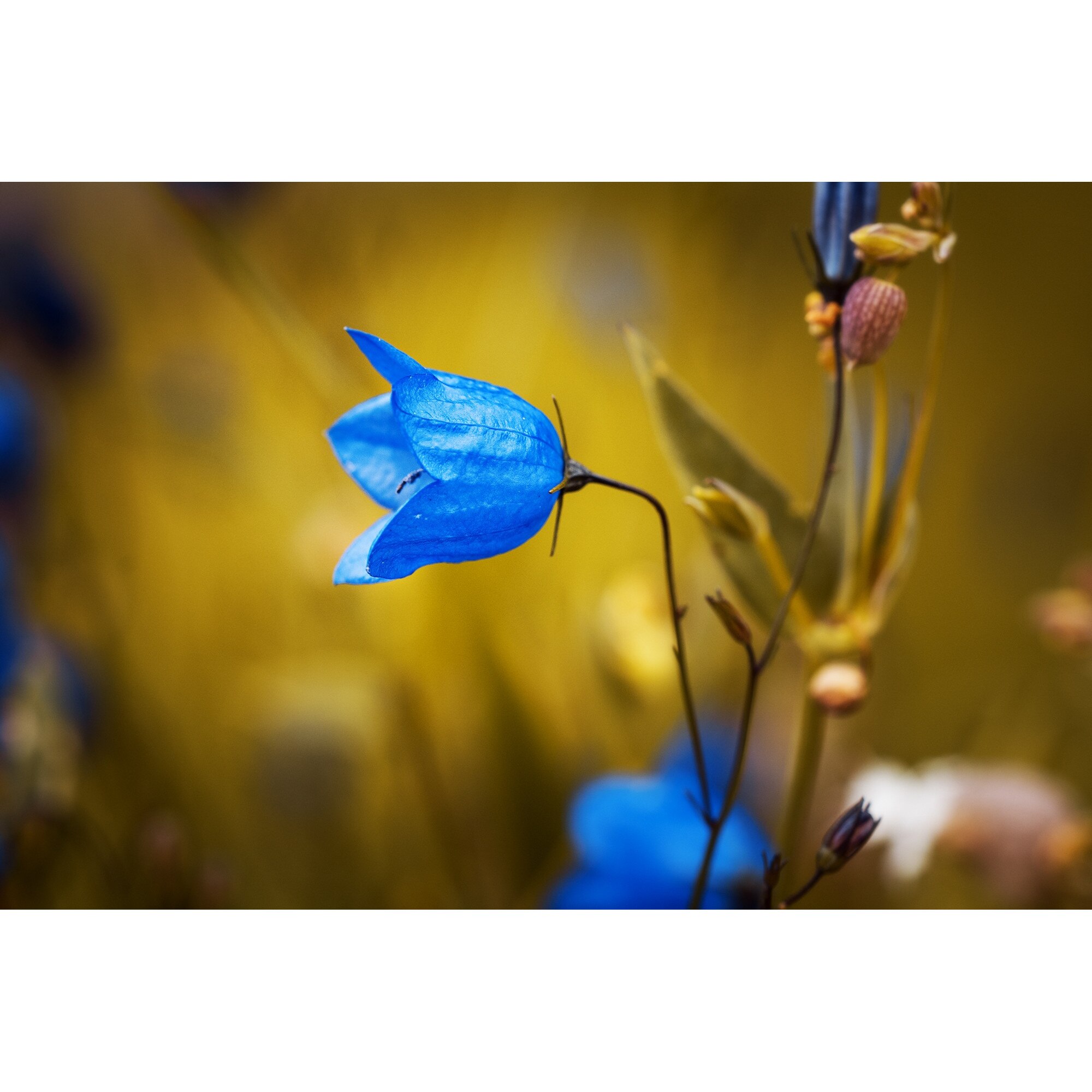 Tablou canvas - Floare