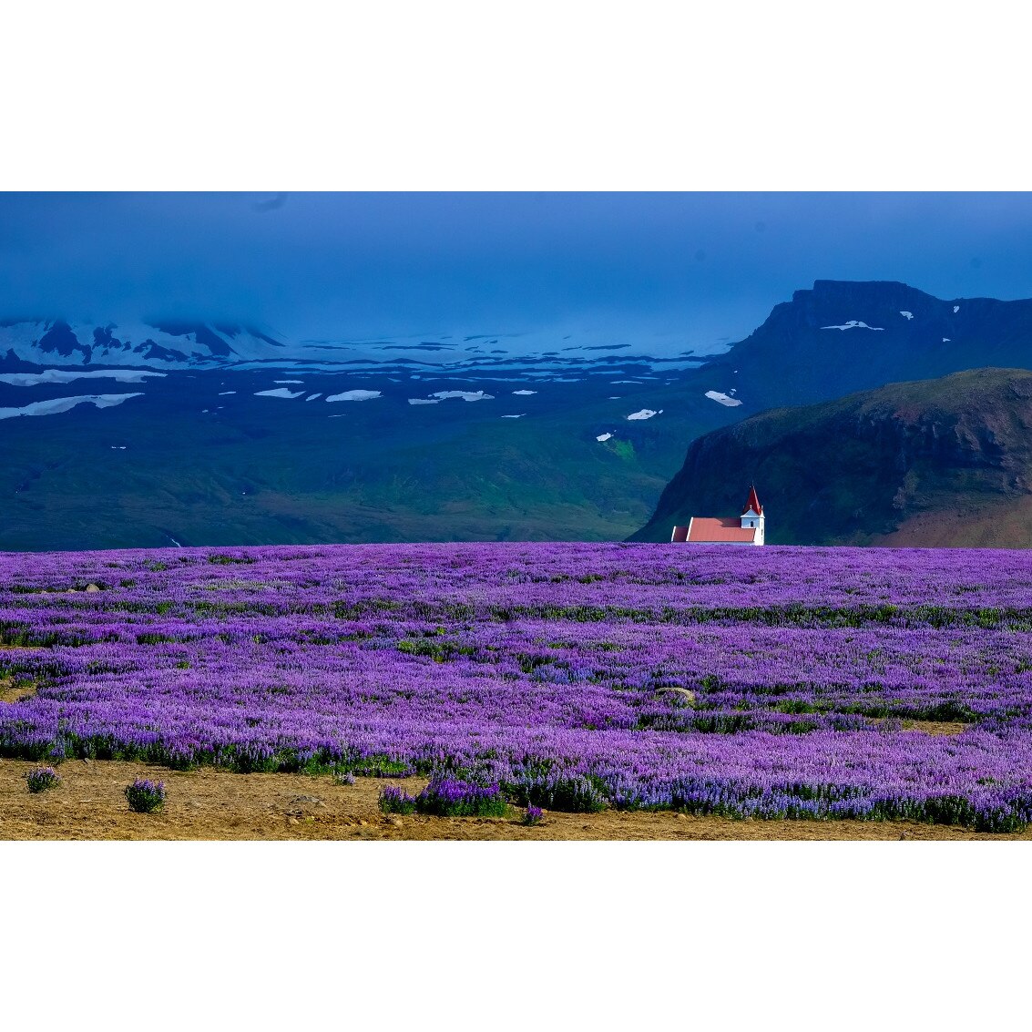 Tablou canvas, Lan lavanda, 40 X 60