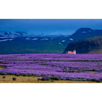 Tablou canvas, Lan lavanda, 40 X 60 Tablou canvas, Lan lavanda, 40 X 60
