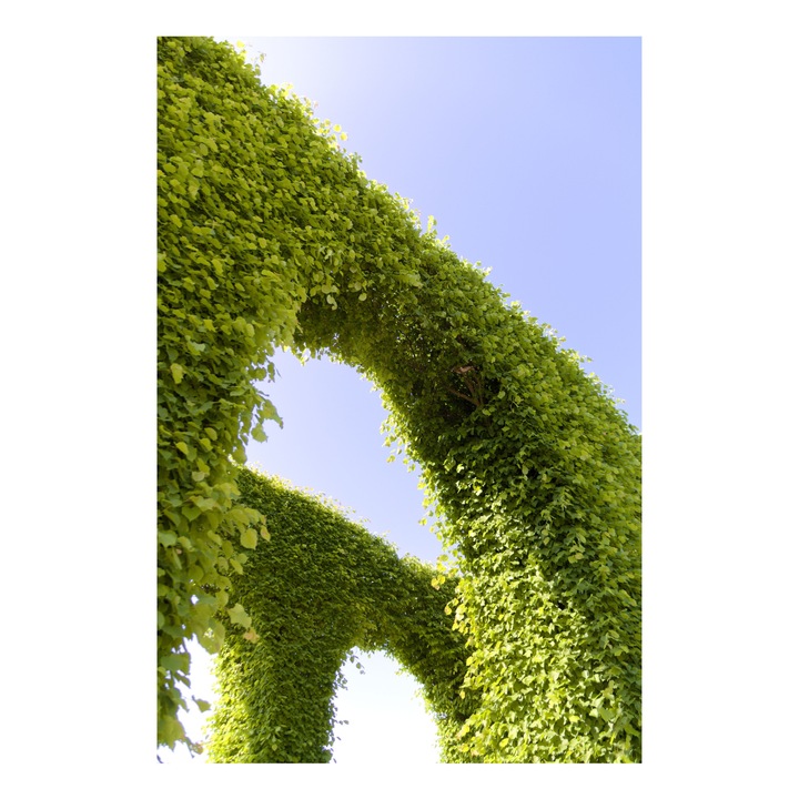 Картина на платно, „Арка от листа към ясно небе“, зелено, арка, небе, зеленина, природа, светлина, лято, 100 x 100 cm