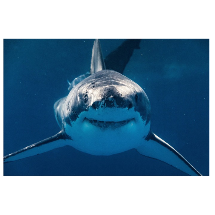 Картина на платно, „Среща с голямата бяла акула“, акула, синьо, океан, сила, мистерия, тишина, дълбочина, 70 x 50 cm