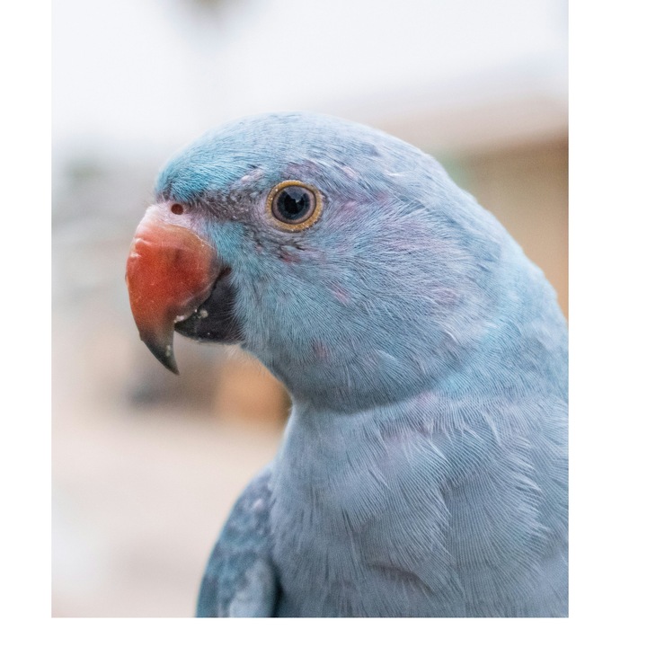 Картина на платно, „Син папагал в утринната светлина“, птица, синьо, клюн, око, оперение, усмивка, близък план, цветна, 100 x 100 cm
