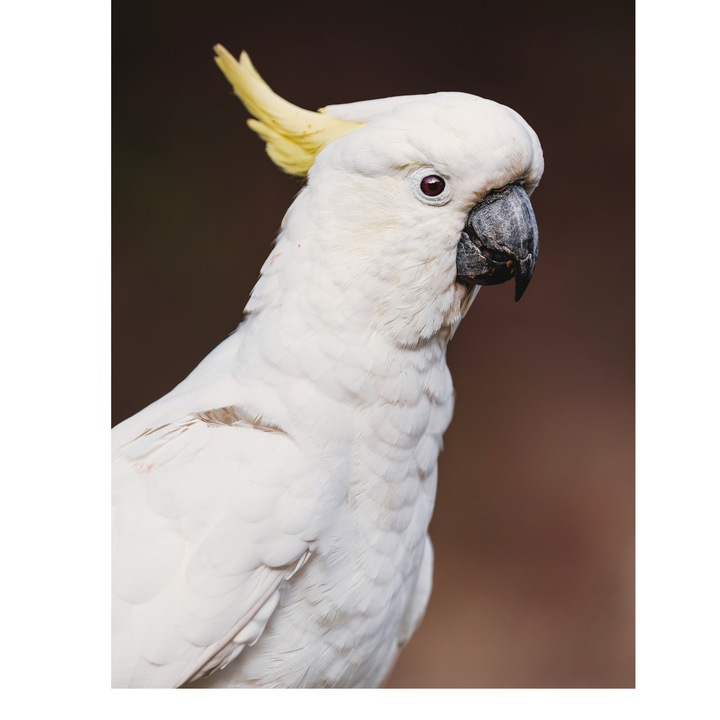 Картина на платно, „Бял папагал с жълто петно“, птица, какаду, бяло, гребен, клюн, пера, цвят, очи, красиво., 70 x 100 см