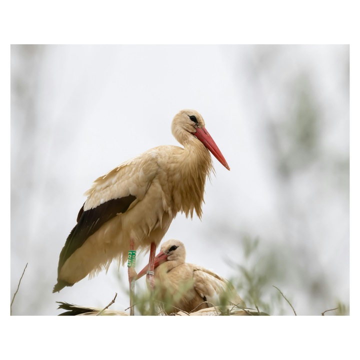 Картина на платно, "Щъркели в гнездо ранна пролет", Щъркел, гнездо, небе, пера, крила, пилета, природа, 100 x 70 cm