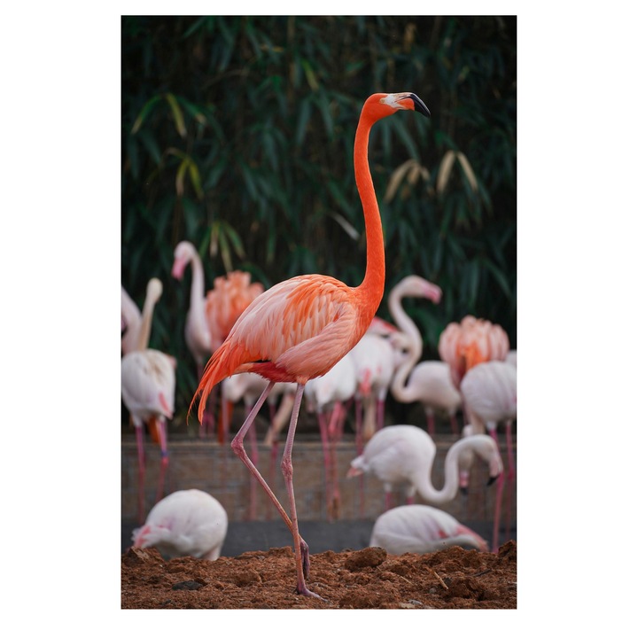 Vászonfestmény, "Rózsaszín flamingó a reggeli fényben", flamingó, rózsaszín, elegáns, kecses, természet, egzotikus, madarak, társaság, szépség, nyugalom, kontraszt, csoport, vadon, élénk., 100 x 100 cm
