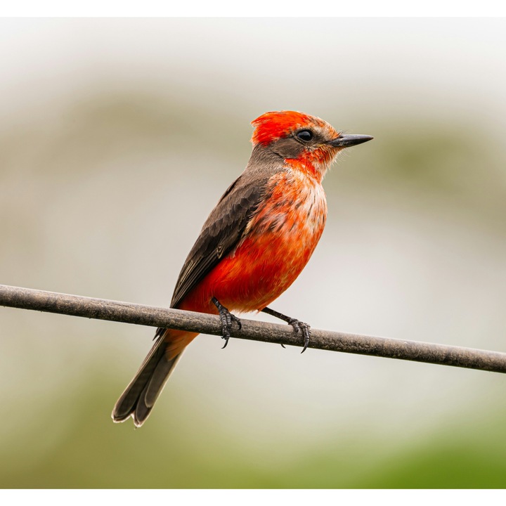 Картина на платно, „Жар птица върху тел“, пера, червено, жизнено, птица, тел, полет, небе, природа, фон, меко, 100 x 100 cm