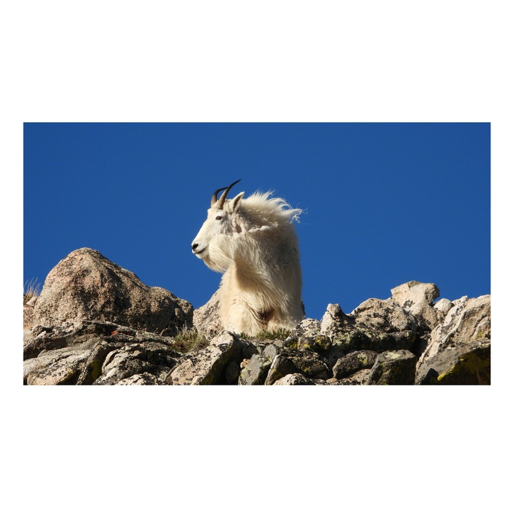 Картина на платно, „Планинска коза в полъха на вятъра“, коза, алпийски, скали, небе, синьо, величие, козина, вятър, дива, природа, 100 x 100 cm